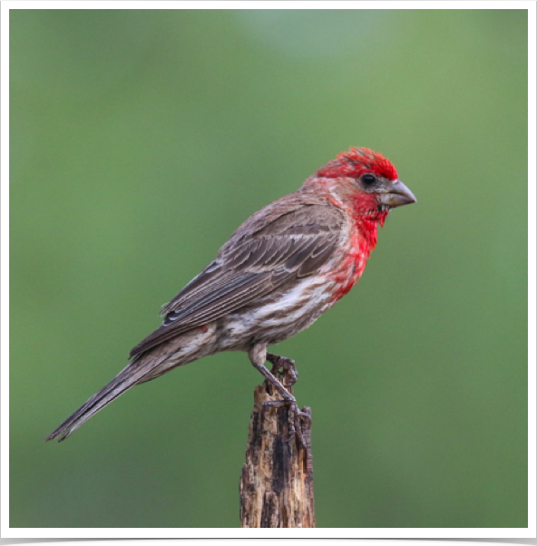 House Finch