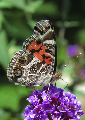 Cabbage White - Alabama Butterfly Atlas