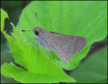 Eufala Skipper - Alabama Butterfly Atlas