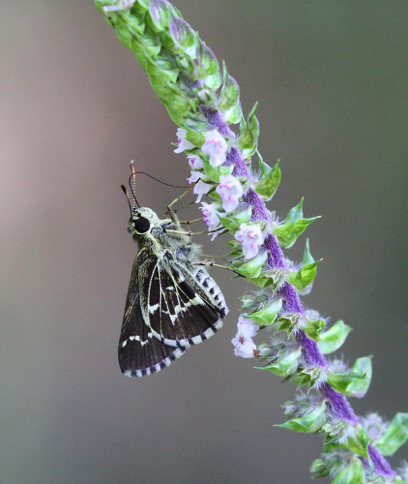 Eufala Skipper - Alabama Butterfly Atlas