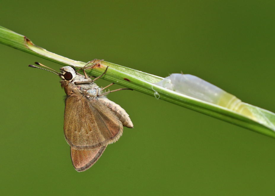 Eufala Skipper - Alabama Butterfly Atlas