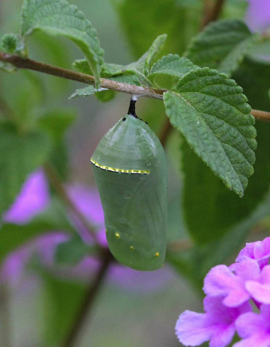 MonarchMid-Chrysalis