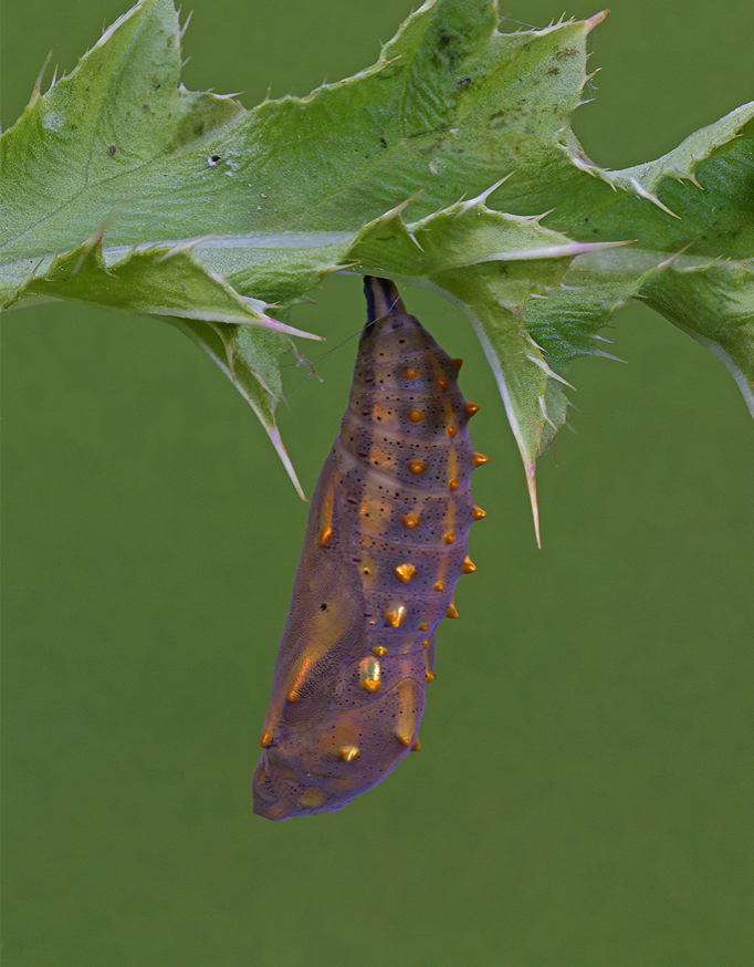 Caterpillar