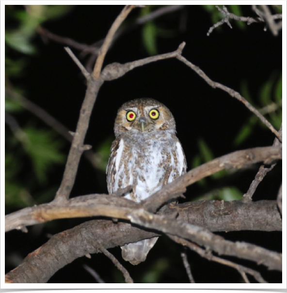 Elf Owl