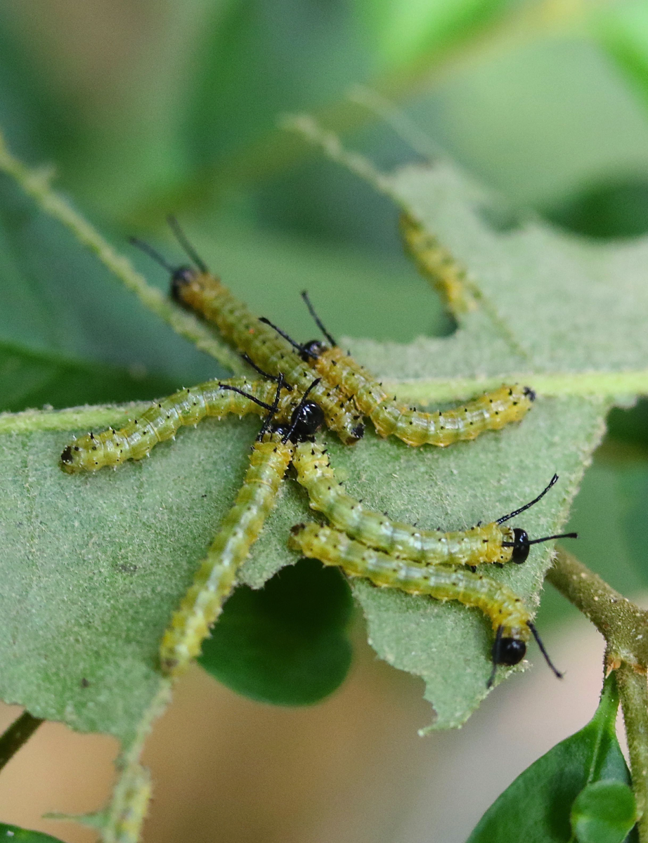 Anisota peigleriPeigler's Oakworm (early instar)Pickens County, Alabama