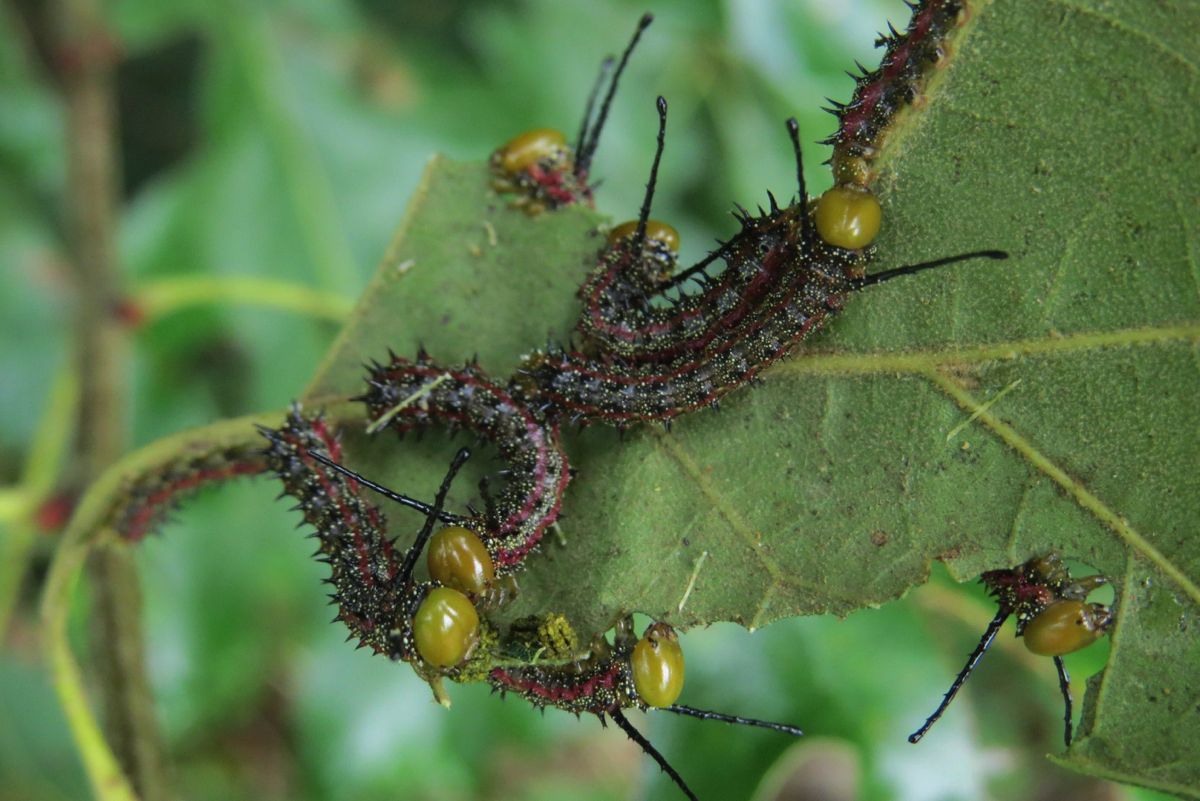 Anisota virginiensisPink-striped OakwormPerry County, Alabama