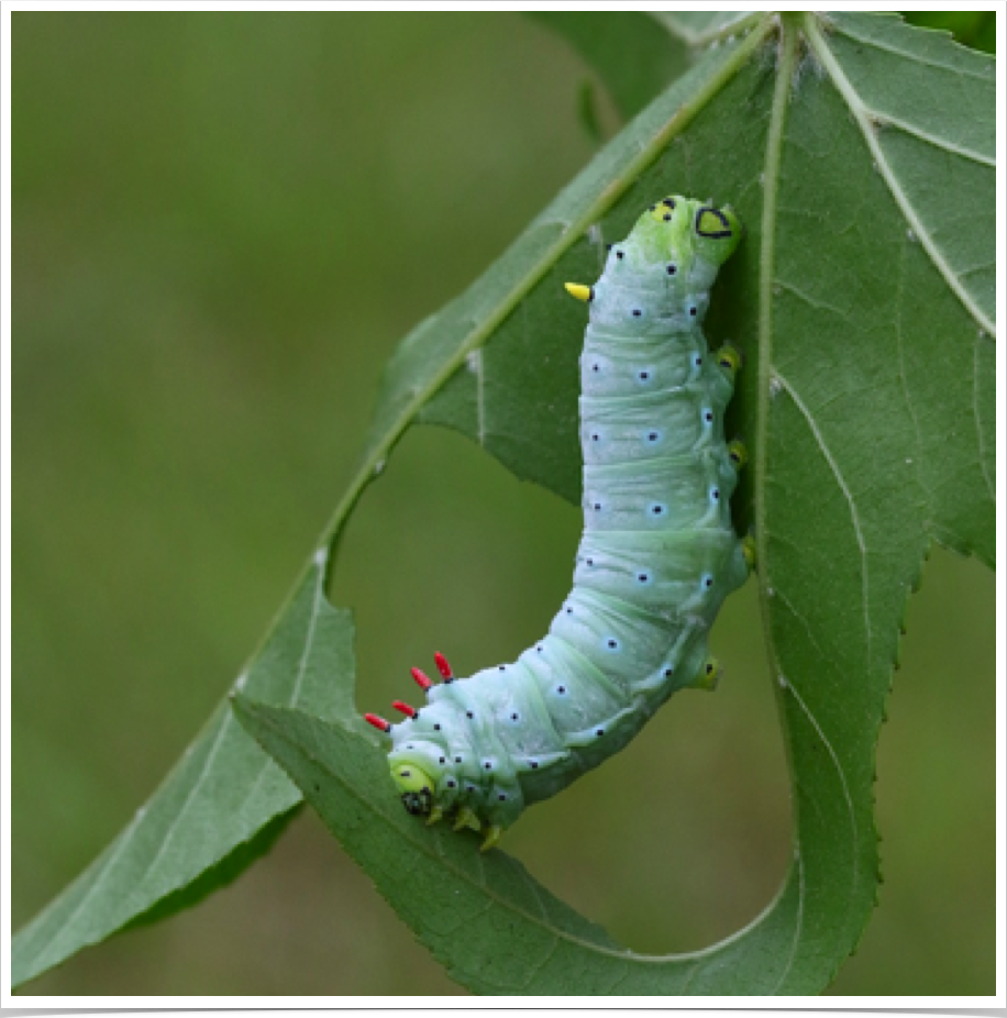 Callosamia prometheaPromethea MothDekalb County, Alabama