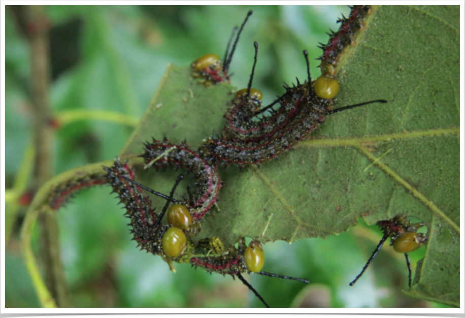 Pink-striped Oakworm on OakAnisota virginiensisPerry County, Alabama