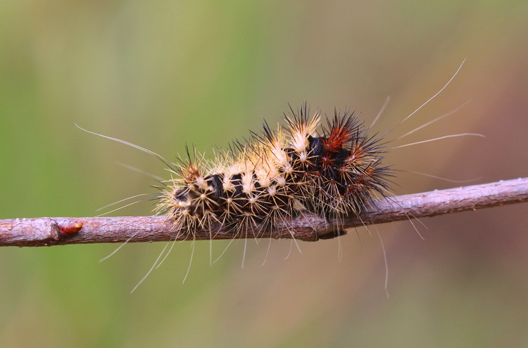 Long-Winged Dagger Moth on CherryAcronicta longaWinston County, Alabama