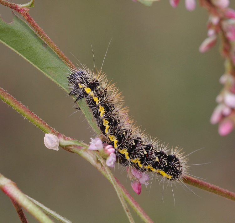 Smartweed Caterpillar on SmartweedAcronicta oblinitaPerry County, Alabama