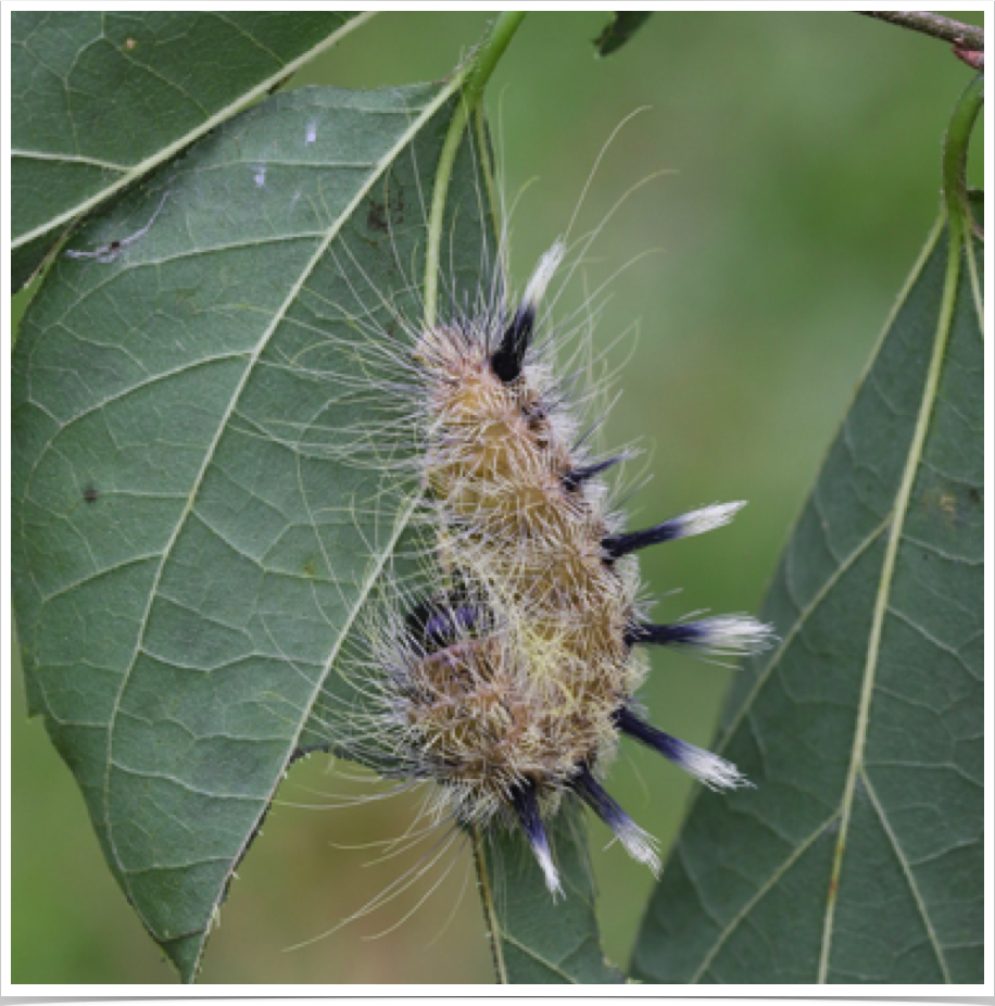 Acronicta rubricomaHackberry Dagger (Ruddy Dagger)Lawrence County, Alabama