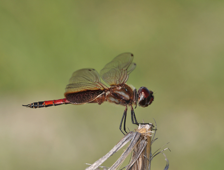 Tramea calverti, male